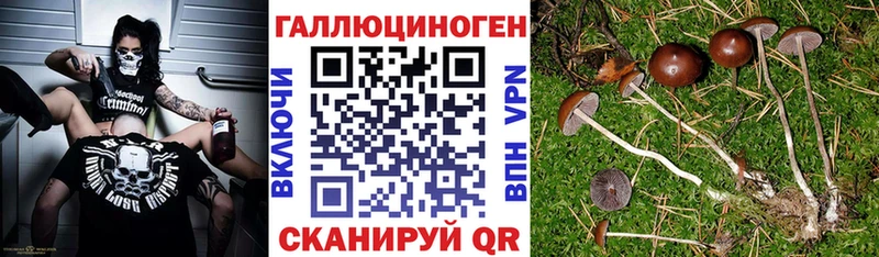 Псилоцибиновые грибы Psilocybine cubensis  Купить  Жуковка 